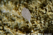Clathrina lacunosa spon-Ouessant Piton Atlas-36m-20240821-da-DSC_8959_tn